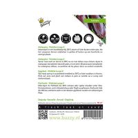 Aubergine Violetta Lunga 2 - afbeelding 2
