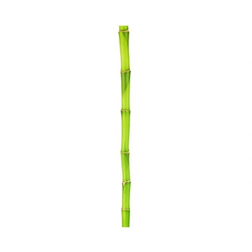 Bamboo