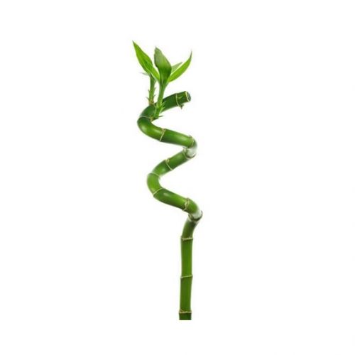 Bamboo lucky
