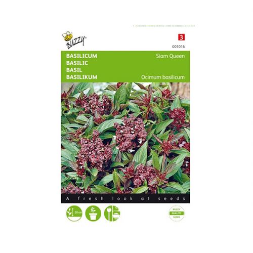 Basilicum Siam Queen - afbeelding 1