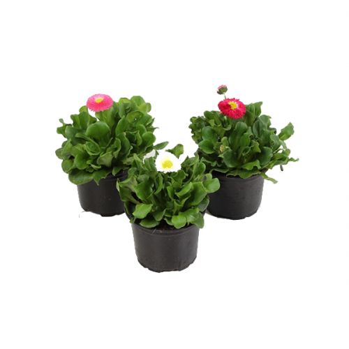 Bellis Mix (3 plantjes)