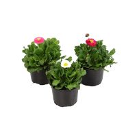 Bellis Mix (3 plantjes)