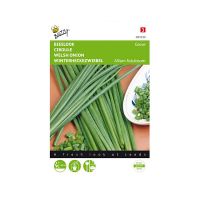 Bieslook grove - afbeelding 1