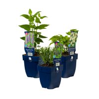 Bij- en vlinderlokkende planten (mix van 5 stuks) - afbeelding 1