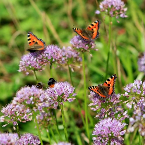 Bij- en vlinderlokkende planten (mix van 5 stuks) - afbeelding 2