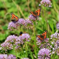 Bij- en vlinderlokkende planten (mix van 5 stuks) - afbeelding 2
