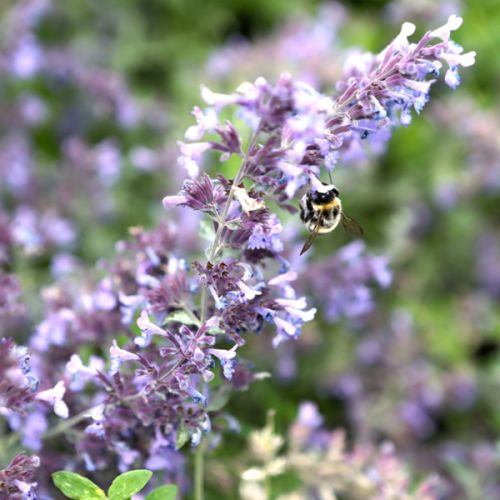 Bij- en vlinderlokkende planten (mix van 5 stuks) - afbeelding 3