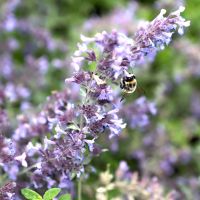 Bij- en vlinderlokkende planten (mix van 5 stuks) - afbeelding 3