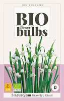 Bio leucojum gravetye giant 3st