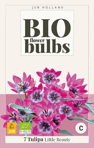 Bio tulipa little beauty 7st