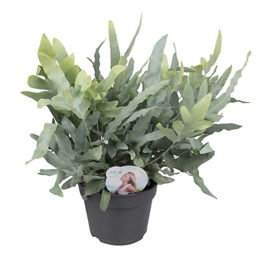 Blauwvaren (Phlebodium) ⌀17cm - afbeelding 1