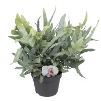 Blauwvaren (Phlebodium) ⌀17cm - afbeelding 1