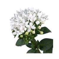 Bouvardia - diverse kleuren