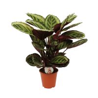 Calathea Angela ⌀19cm