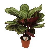 Calathea Misty ⌀19cm