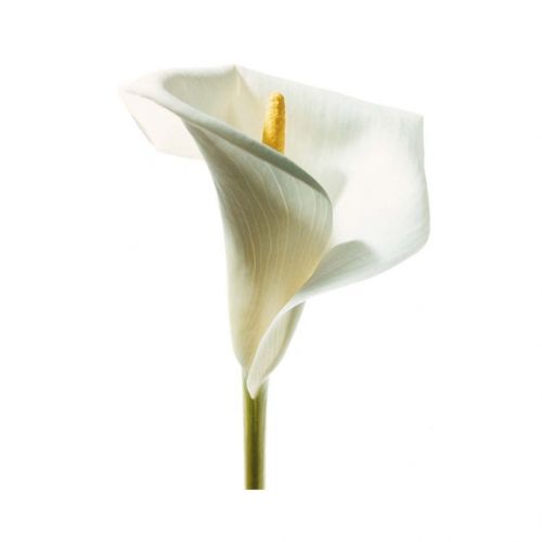 Calla klein - diverse kleuren