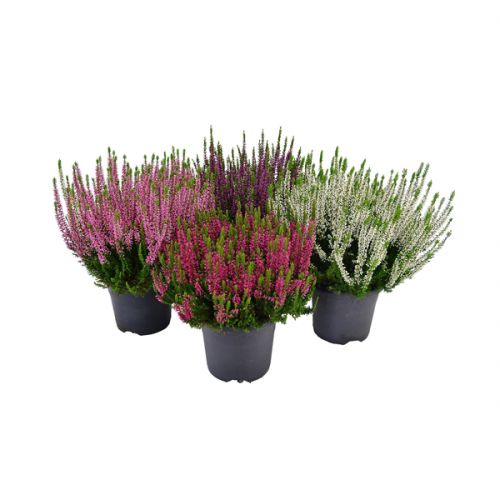 Calluna