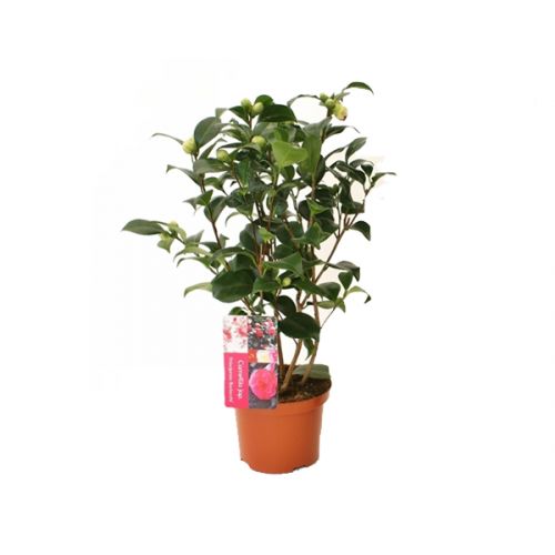 Camellia japonica ⌀21cm - afbeelding 2