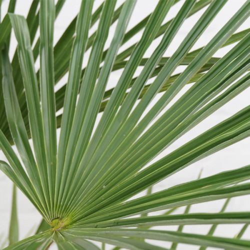 Chinese waaierpalm (Trachycarpus fortunei) ⌀27cm - afbeelding 2