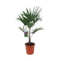 Chinese waaierpalm (Trachycarpus fortunei) ⌀27cm - afbeelding 1