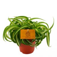 Chlorophytum Bonnie ⌀12cm - afbeelding 1