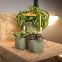 Chlorophytum Bonnie ⌀12cm - afbeelding 4