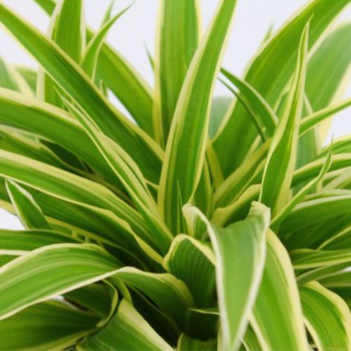 Chlorophytum Ocean ⌀15cm - afbeelding 2