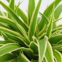 Chlorophytum Ocean ⌀15cm - afbeelding 2