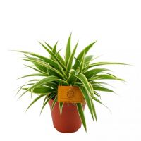 Chlorophytum Ocean ⌀15cm - afbeelding 1