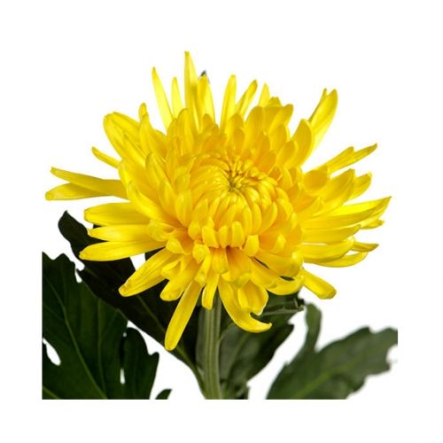 Chrysant - diverse kleuren