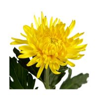 Chrysant - diverse kleuren