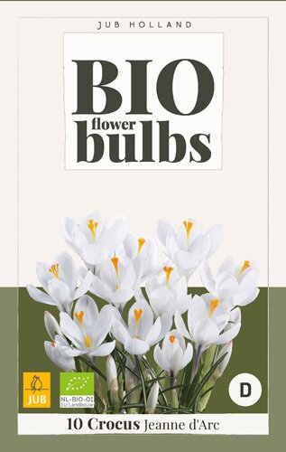 Crocus Jeanne d'Arc