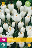 Crocus wit 30st