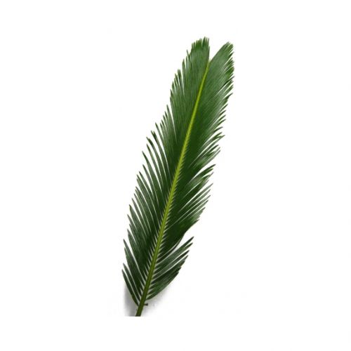 Cycas