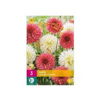 Dahlia 'Cupido Friends'