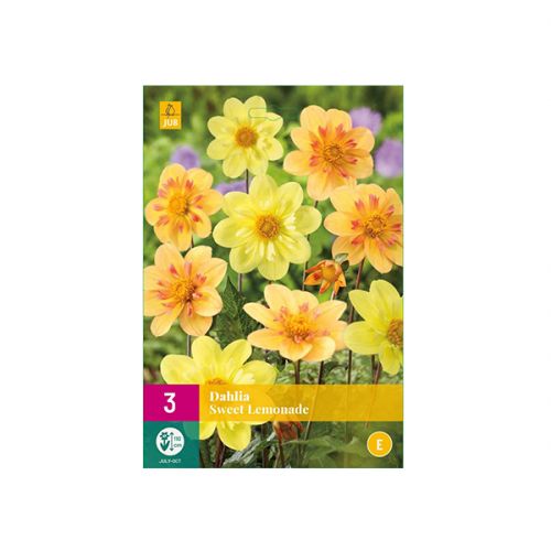 Dahlia 'Sweet Lemonade'
