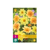 Dahlia 'Sweet Lemonade'