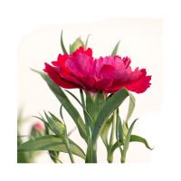 Dianthus - diverse kleuren