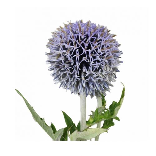Echinops