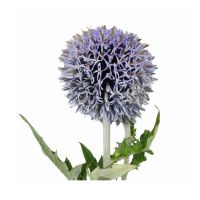 Echinops