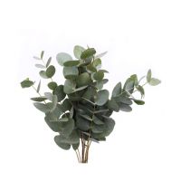 Eucalyptus lang (bosje 10st)