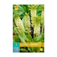Eucomis autumnalis