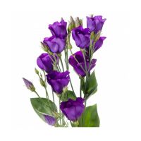 Eustoma - diverse kleuren