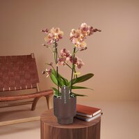 Exclusivo Monaco Gold