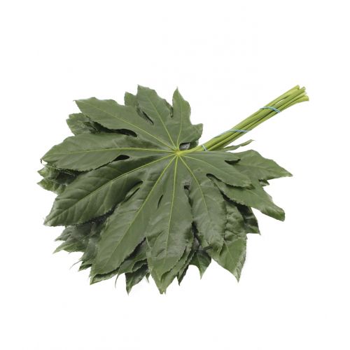 Fatsia blad