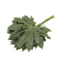 Fatsia blad