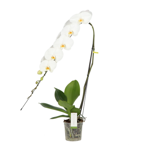 Formidablo 15cm Yosemite Falls