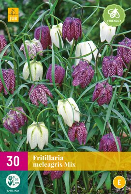 Fritillaria meleagris mix 30st