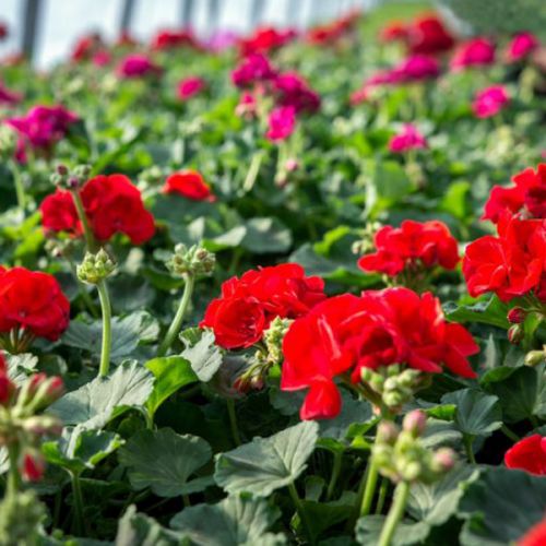Geranium Mix 3 voor €4,95 - afbeelding 2