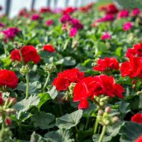 Geranium Mix 3 voor €4,95 - afbeelding 2